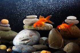 Kitting out your aquarium